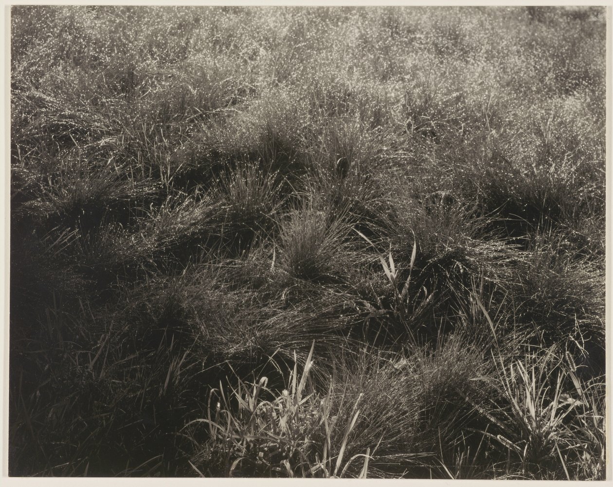 Céspedes de Alfred Stieglitz