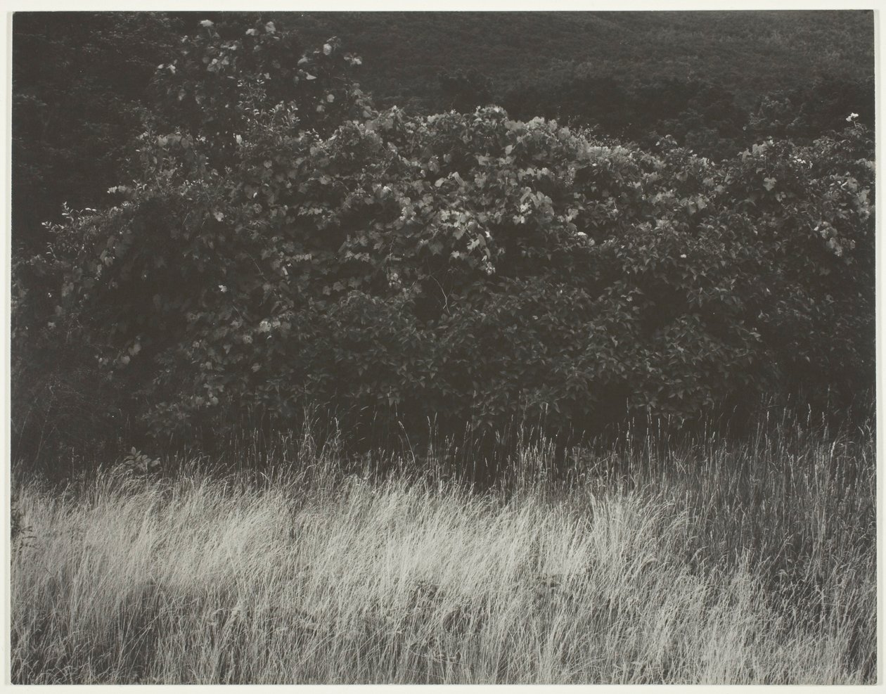 Seto y hierbas - Lago George de Alfred Stieglitz