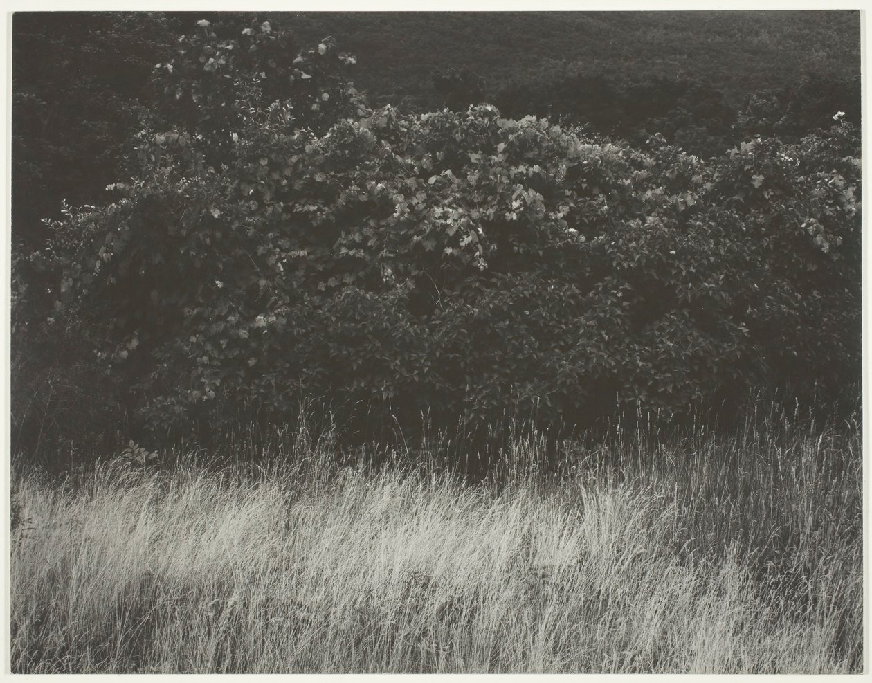 Seto y hierbas - Lago George, 1933 de Alfred Stieglitz