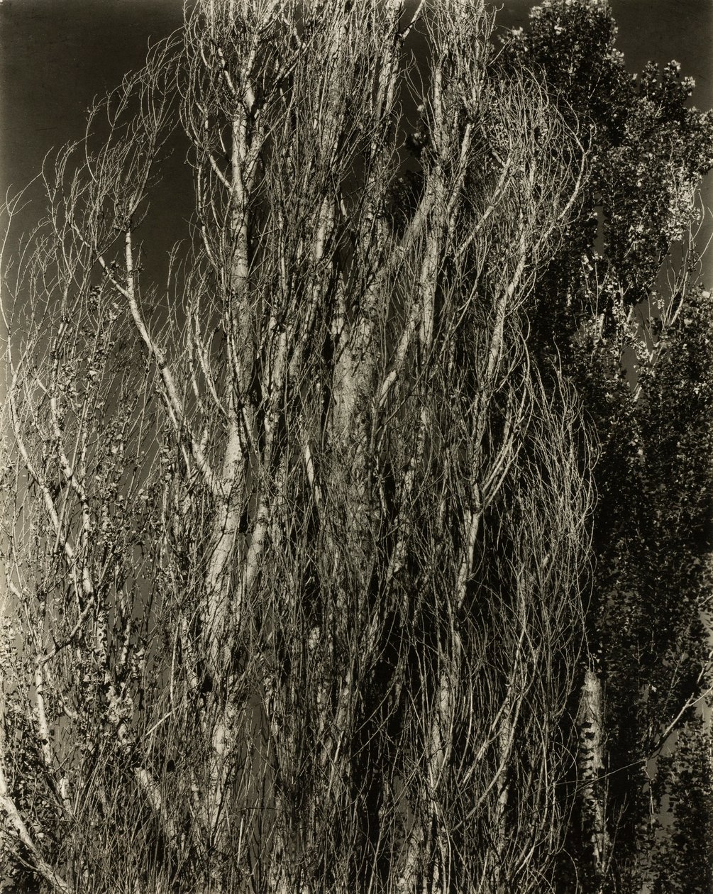 Álamos—Lago George de Alfred Stieglitz