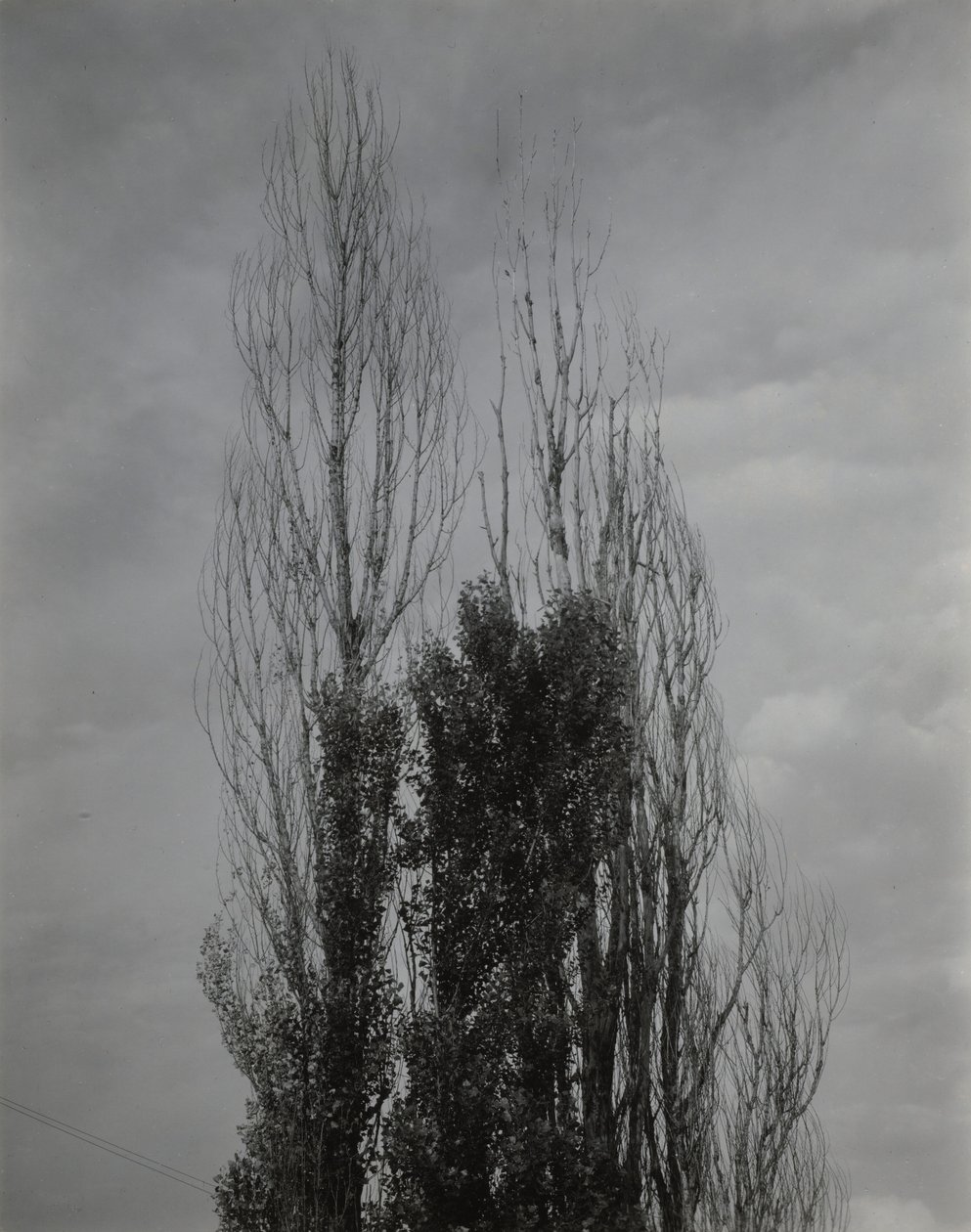 Álamos — Lago George de Alfred Stieglitz