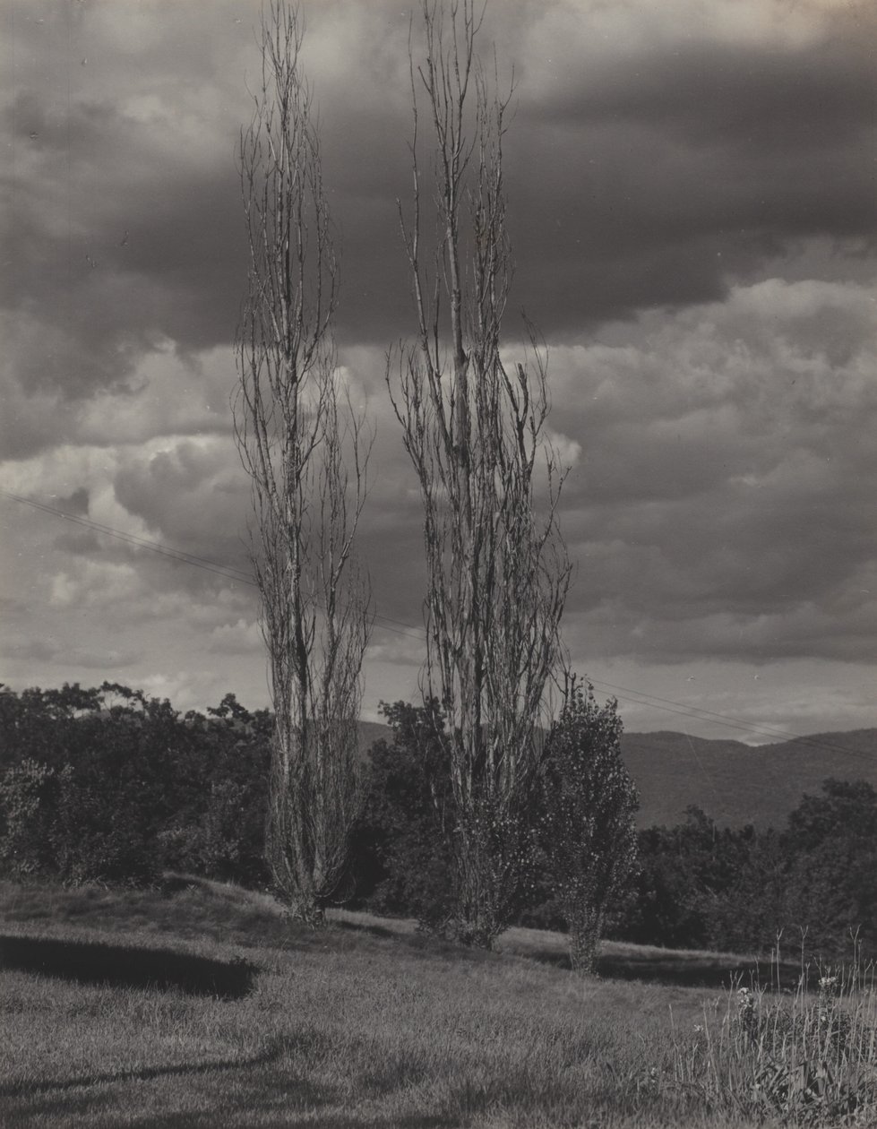 Álamos — Lago George de Alfred Stieglitz