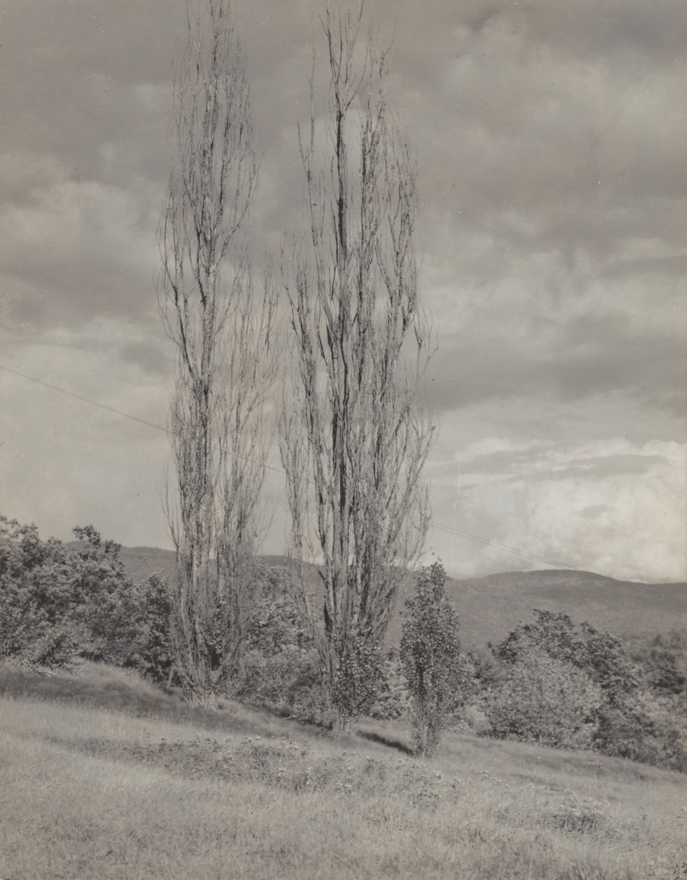 Álamos - lago George de Alfred Stieglitz