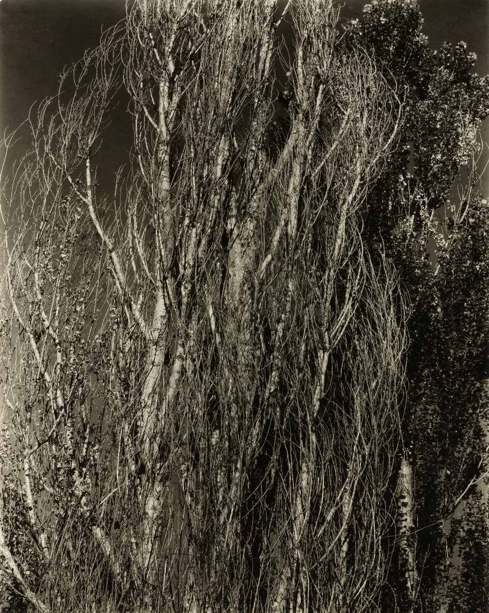Álamos—Lago George de Alfred Stieglitz