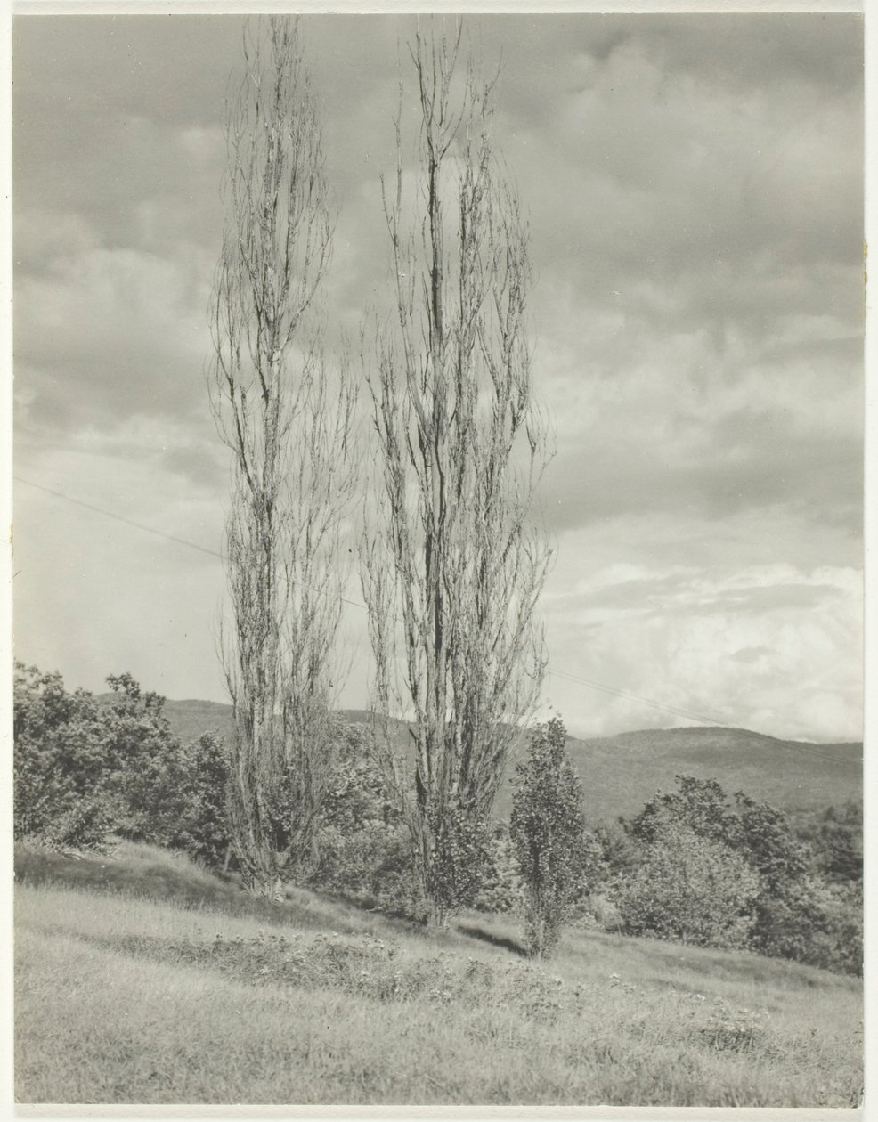 Álamos—Lago George de Alfred Stieglitz