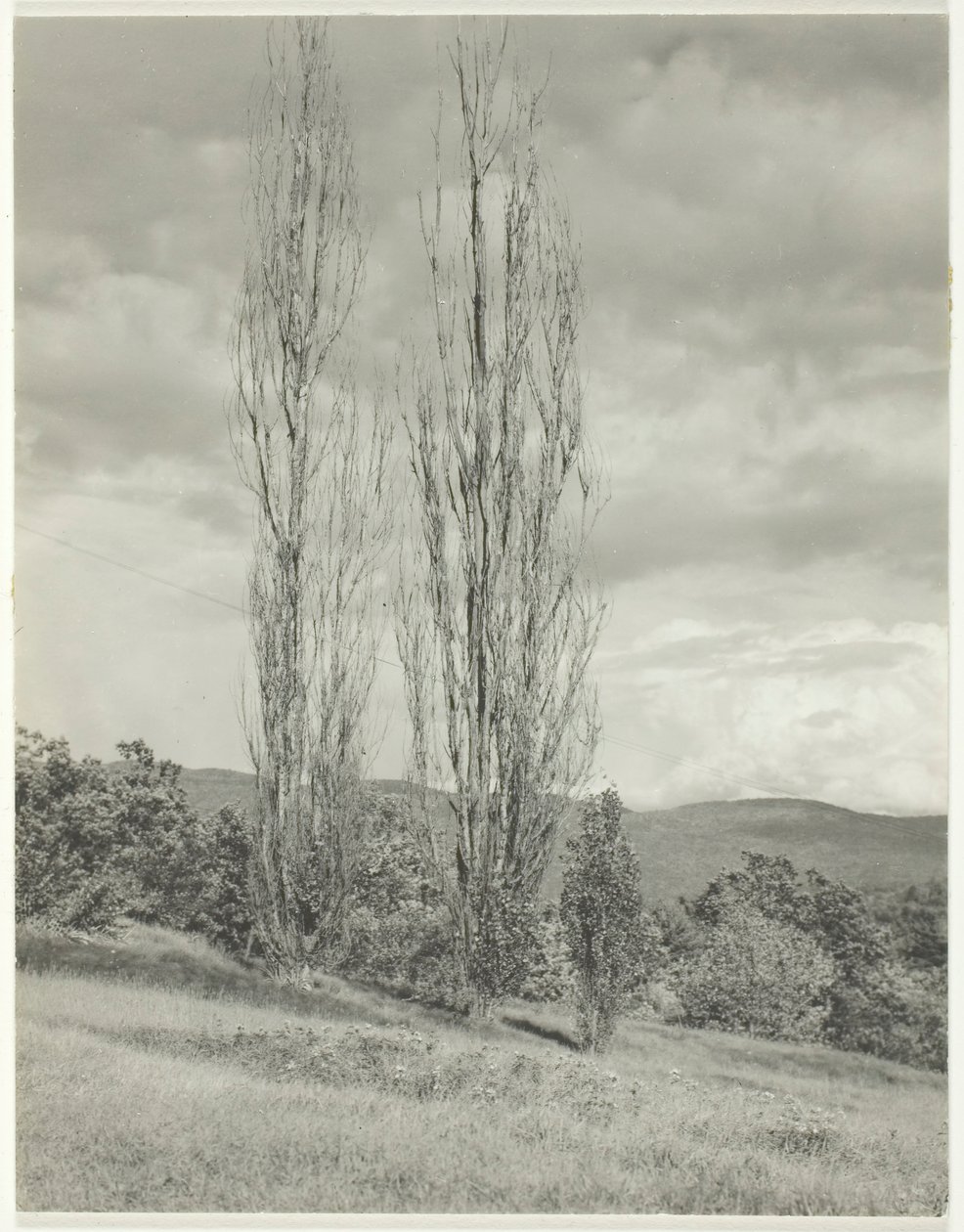 Álamos—Lago George de Alfred Stieglitz