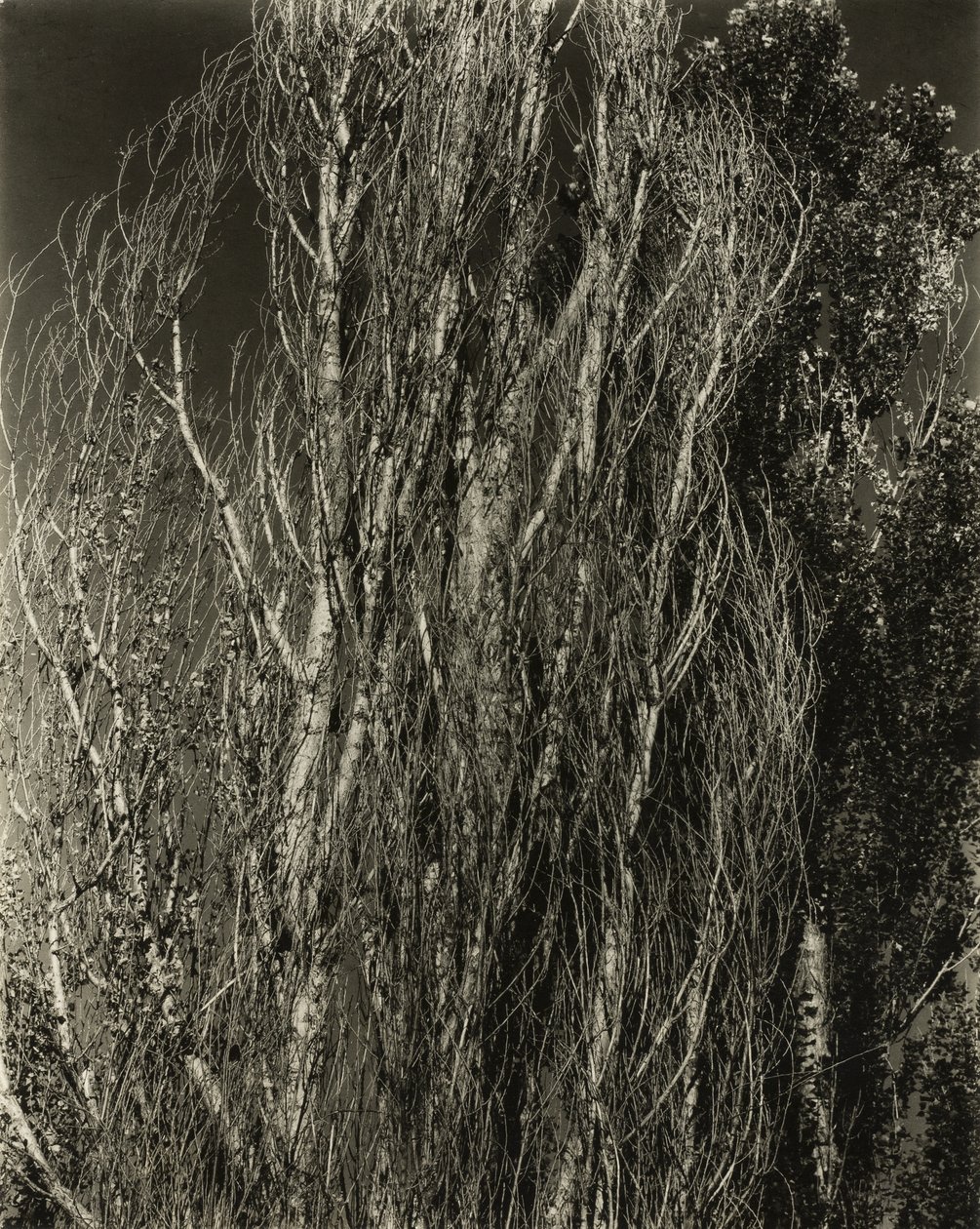Álamos - Lago George de Alfred Stieglitz