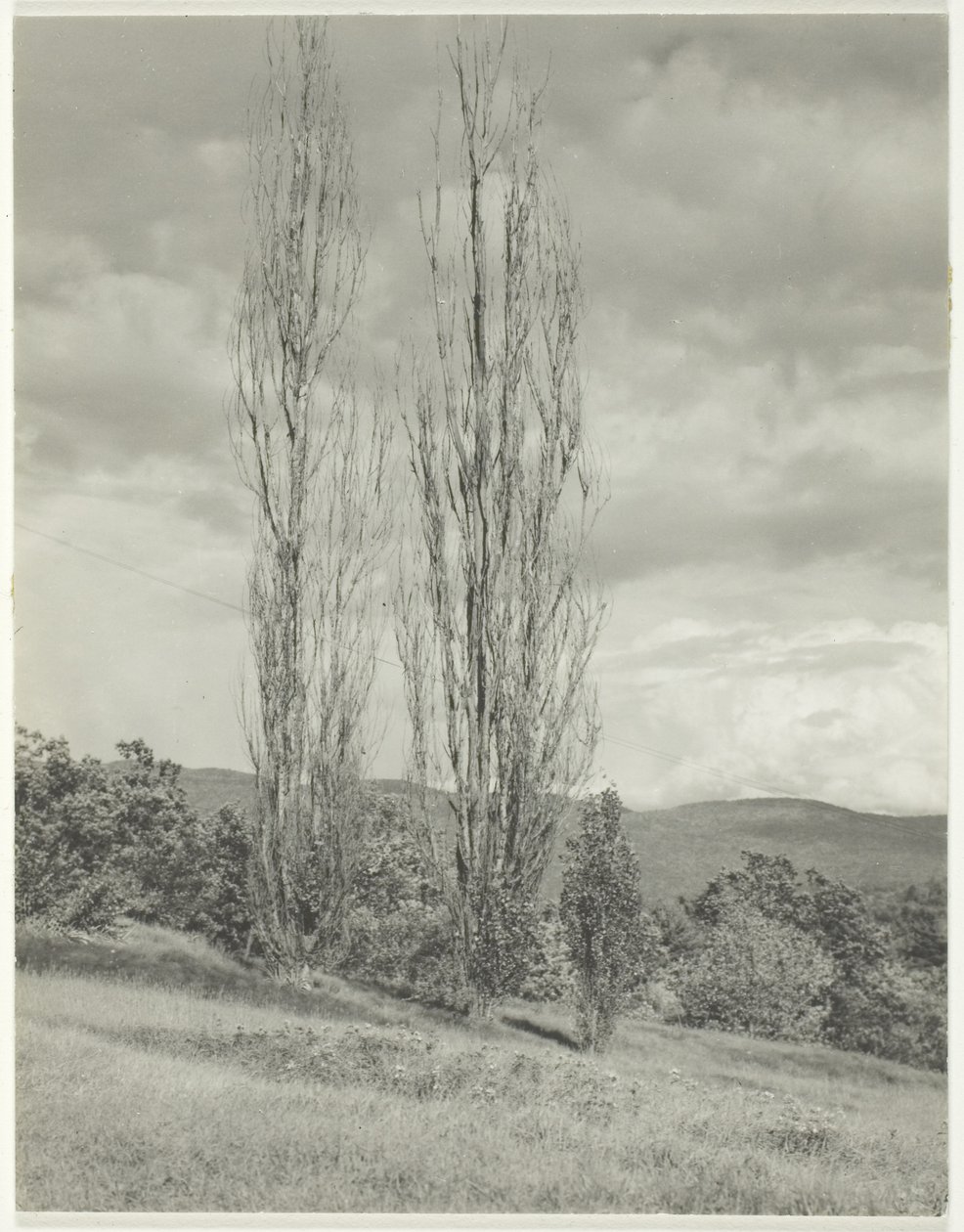 Álamos Lago George de Alfred Stieglitz