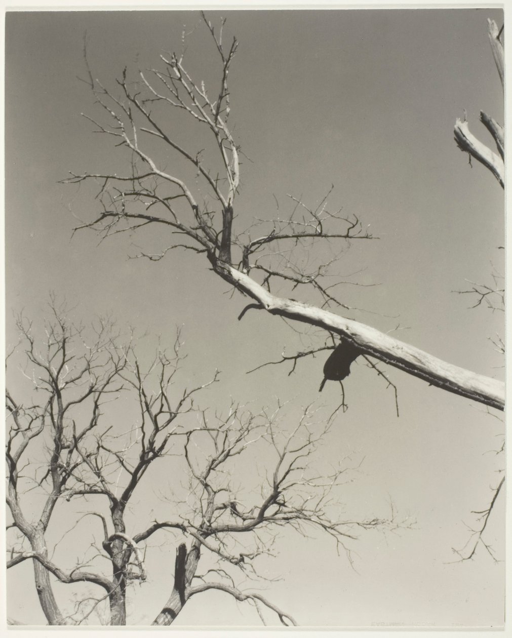 El castaño moribundo - Mi maestro de Alfred Stieglitz