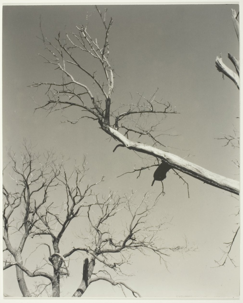El castaño moribundo - Mi maestro de Alfred Stieglitz