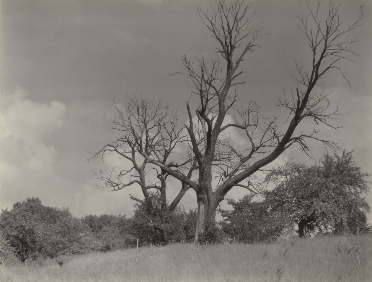 El castaño moribundo de Alfred Stieglitz