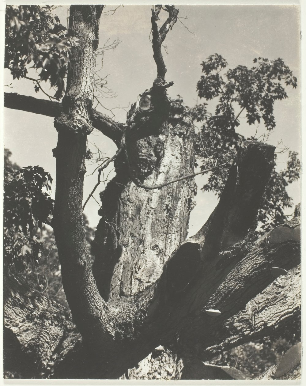 El viejo arce - Lago George, 1926 de Alfred Stieglitz