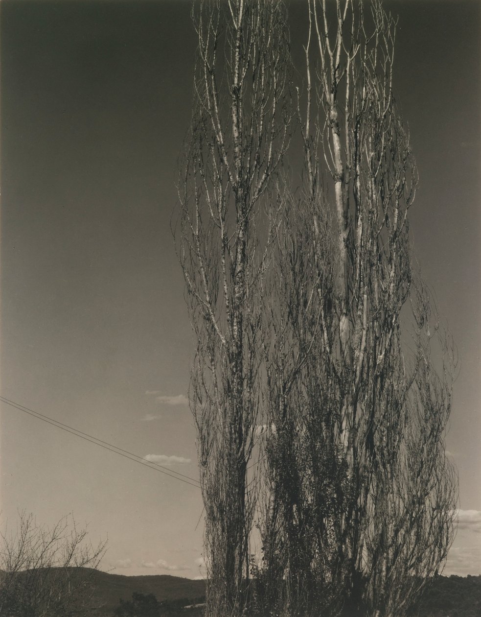 Los dos álamos, lago George de Alfred Stieglitz