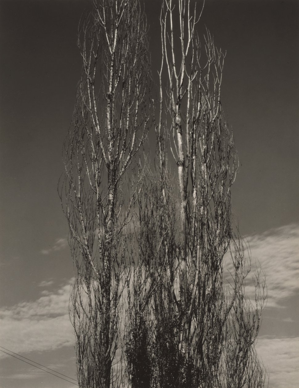 Los dos álamos, lago George de Alfred Stieglitz