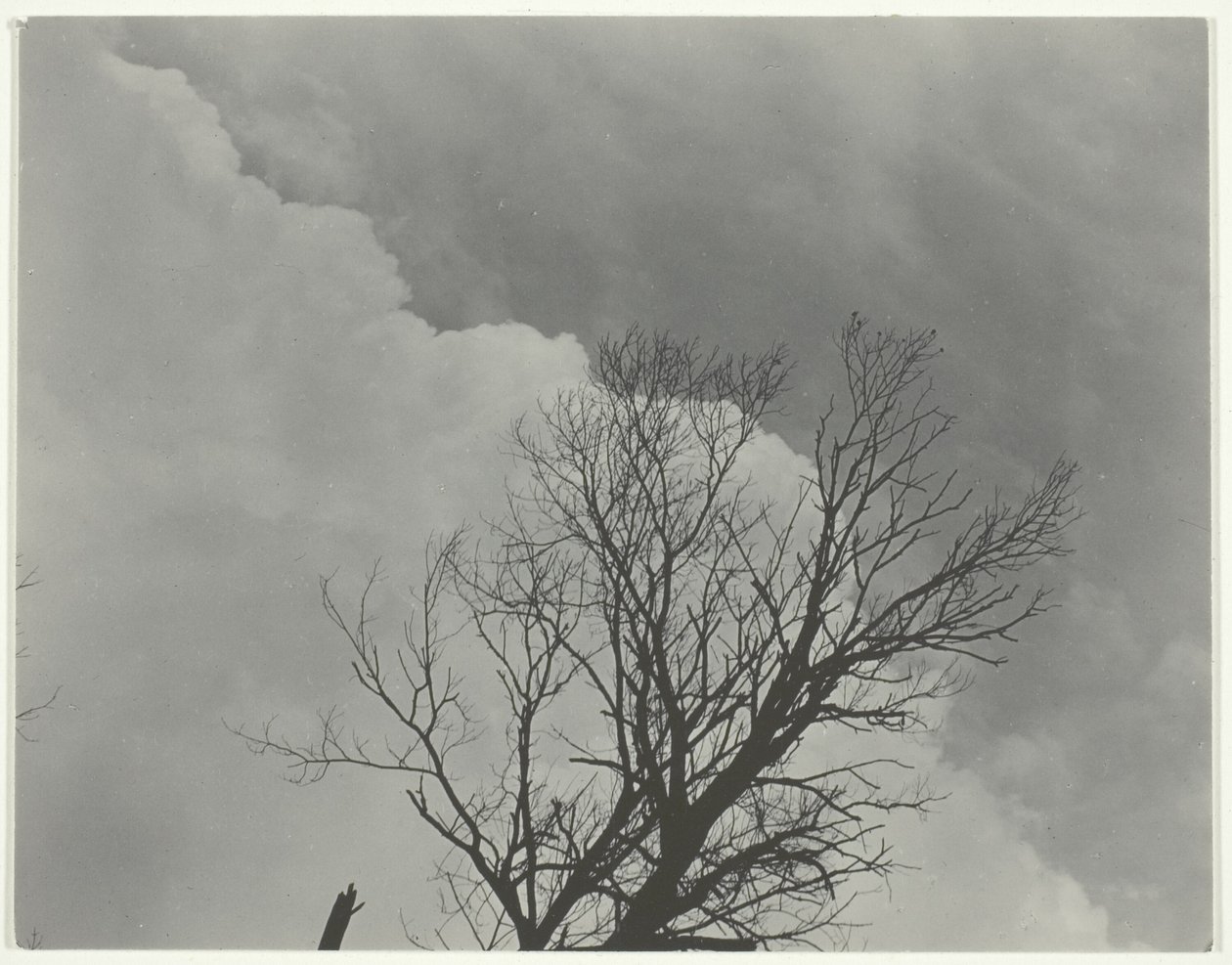 Conjunto de árboles 3 de Alfred Stieglitz