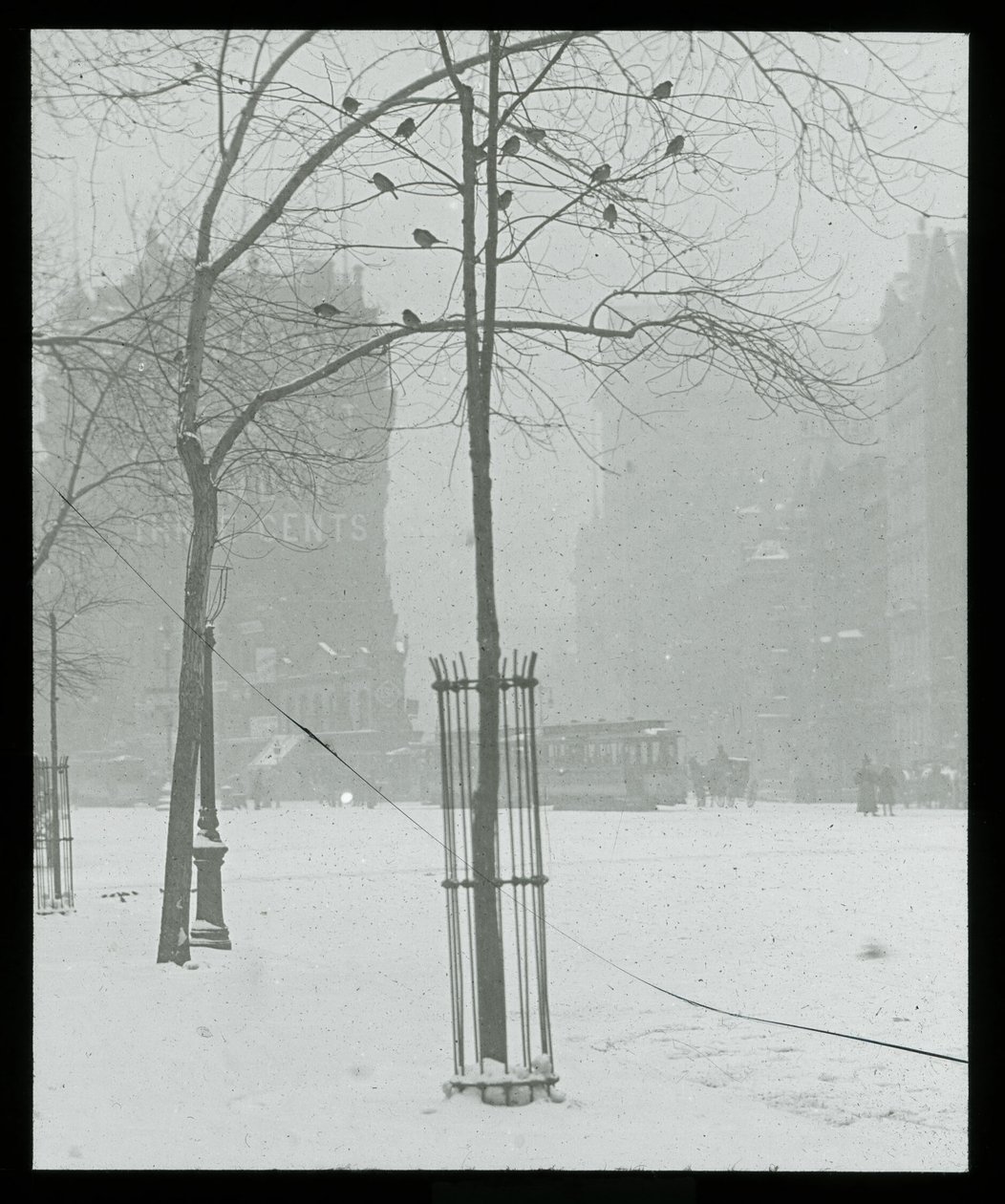 Árbol nevado, Nueva York de Alfred Stieglitz