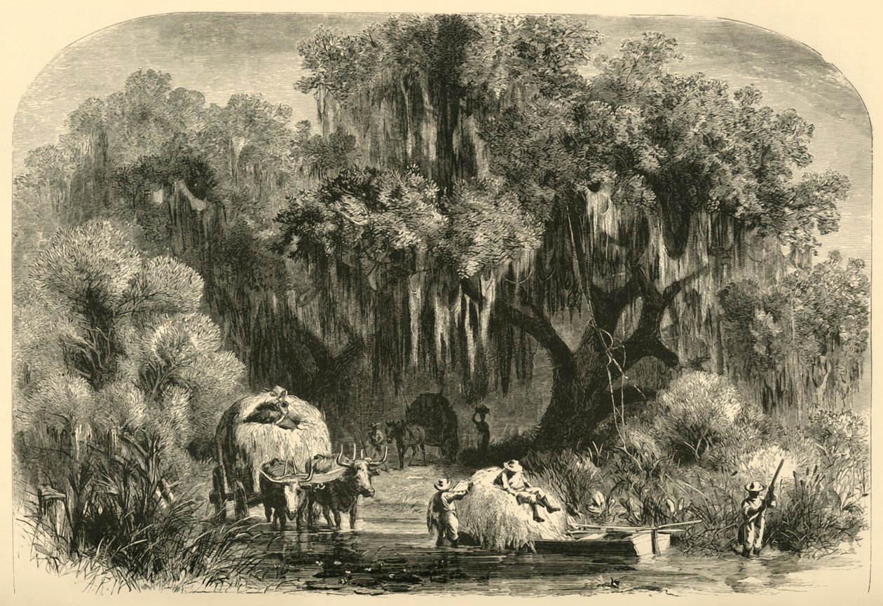 Los recolectores de musgo, 1872 de Alfred Rudolph Waud
