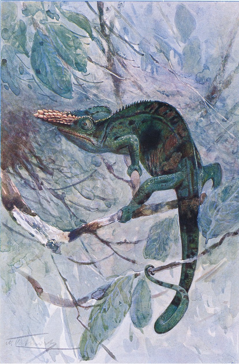 Camaleón africano, ilustración de 