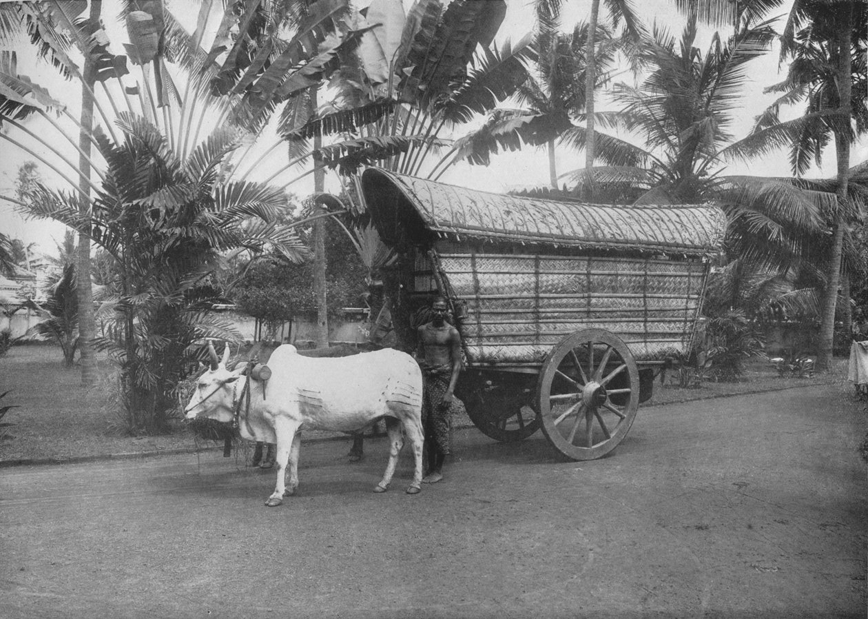 Un carro de bueyes de Ceilán, c1890, 1910 de Alfred William Amandus Plate
