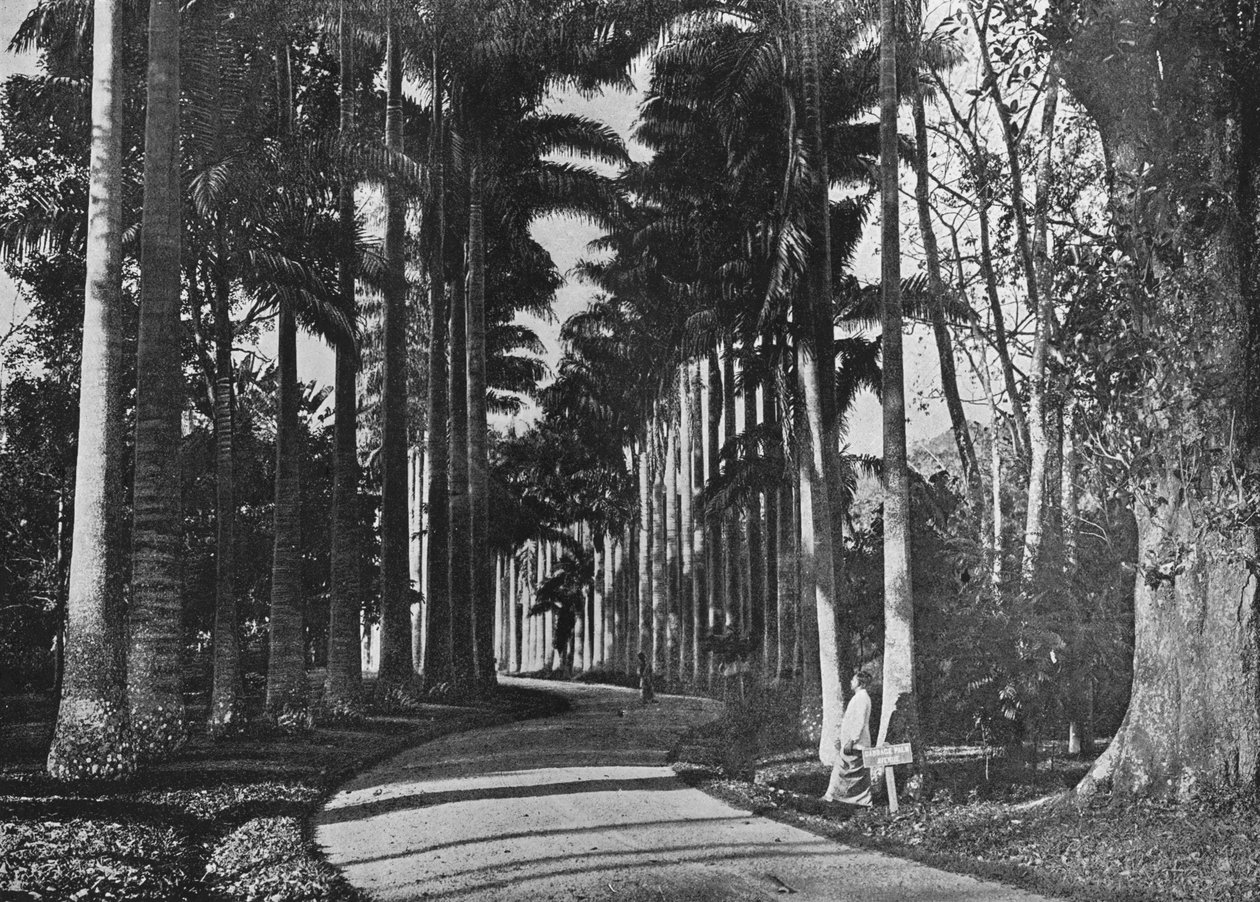 Palmas de repollo en los jardines de Peradeniya, c1890, 1910 de Alfred William Amandus Plate