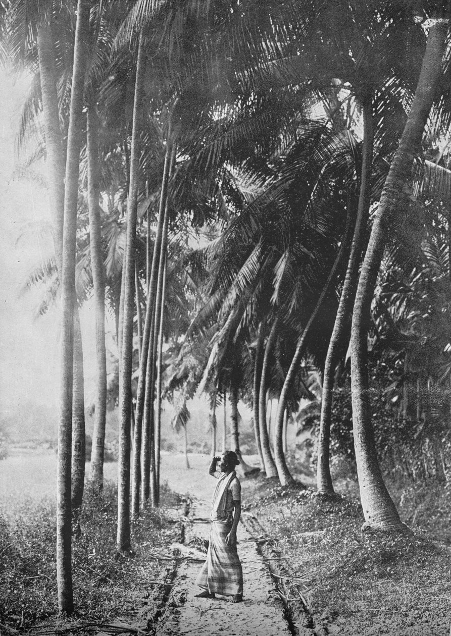 Amanecer a través de las Palmas, c1890, 1910 de Alfred William Amandus Plate