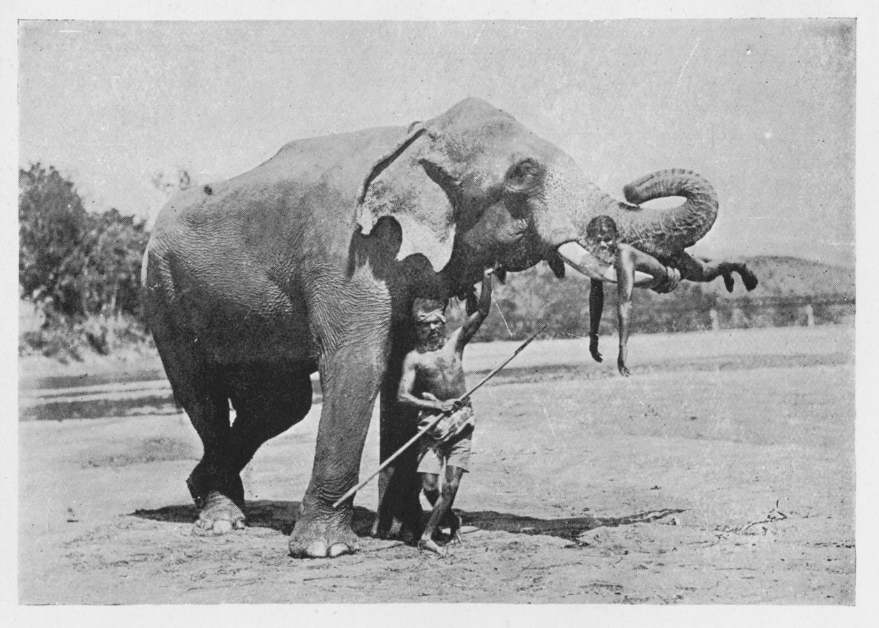 Elefante de Maligawa y mahouts, c1890, 1910 de Alfred William Amandus Plate