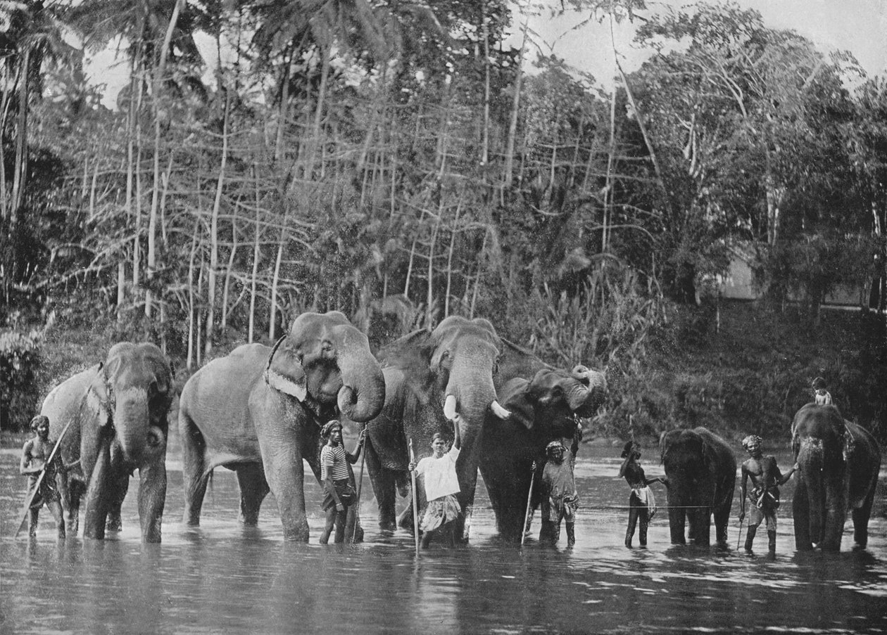 Elefantes Sagrados Bañándose en el Mahaweli Ganga en Katugastota, c1890, 1910 de Alfred William Amandus Plate