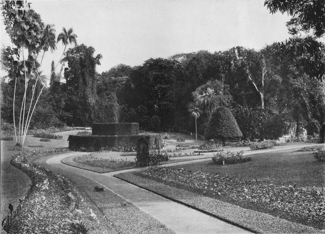 El Helecho, Jardines de Peradeniya, Ceilán de Alfred William Amandus Plate