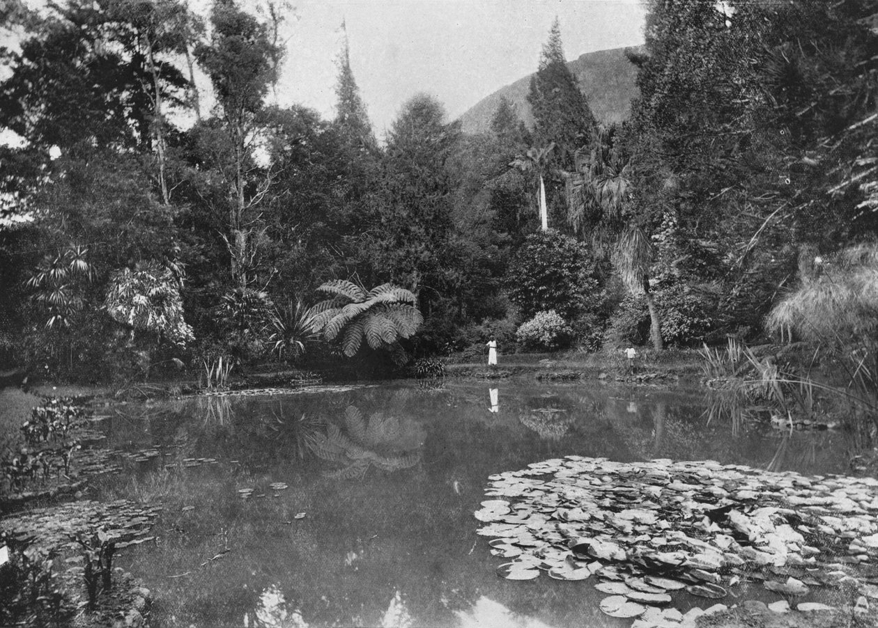 El estanque de lotos, jardines de Hakgalla, Nuwara Eliya, c1890, 1910 de Alfred William Amandus Plate