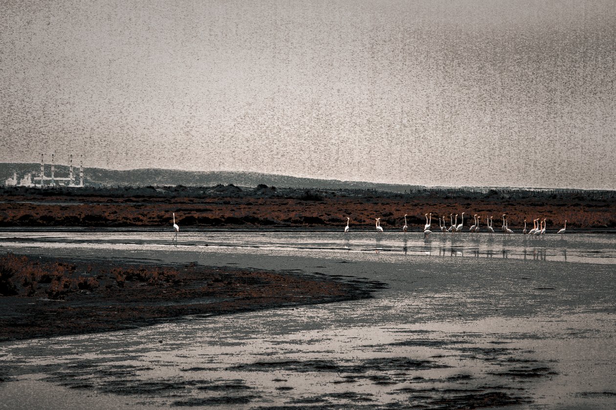Congregación, de la serie Flamencos de Camarga, 2017 (fotografía repintada a mano). de Alice Gur-Arie