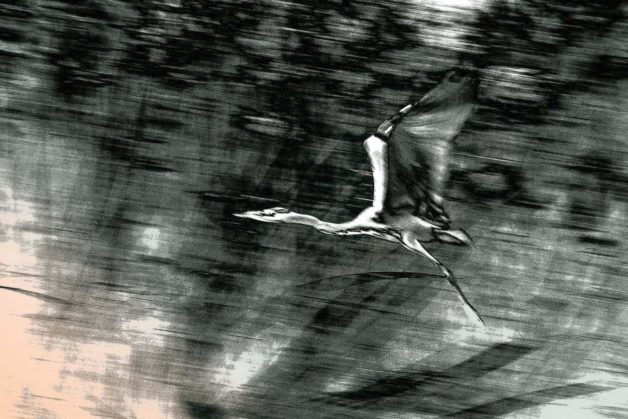 Vuelo desde Tierra Santa, 2015 (fotografía pintada a mano) de Alice Gur Arie
