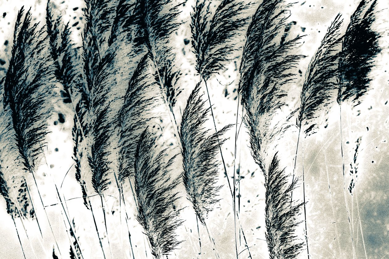 Viento del oeste, 2016 (fotografía pintada a mano) de Alice Gur Arie