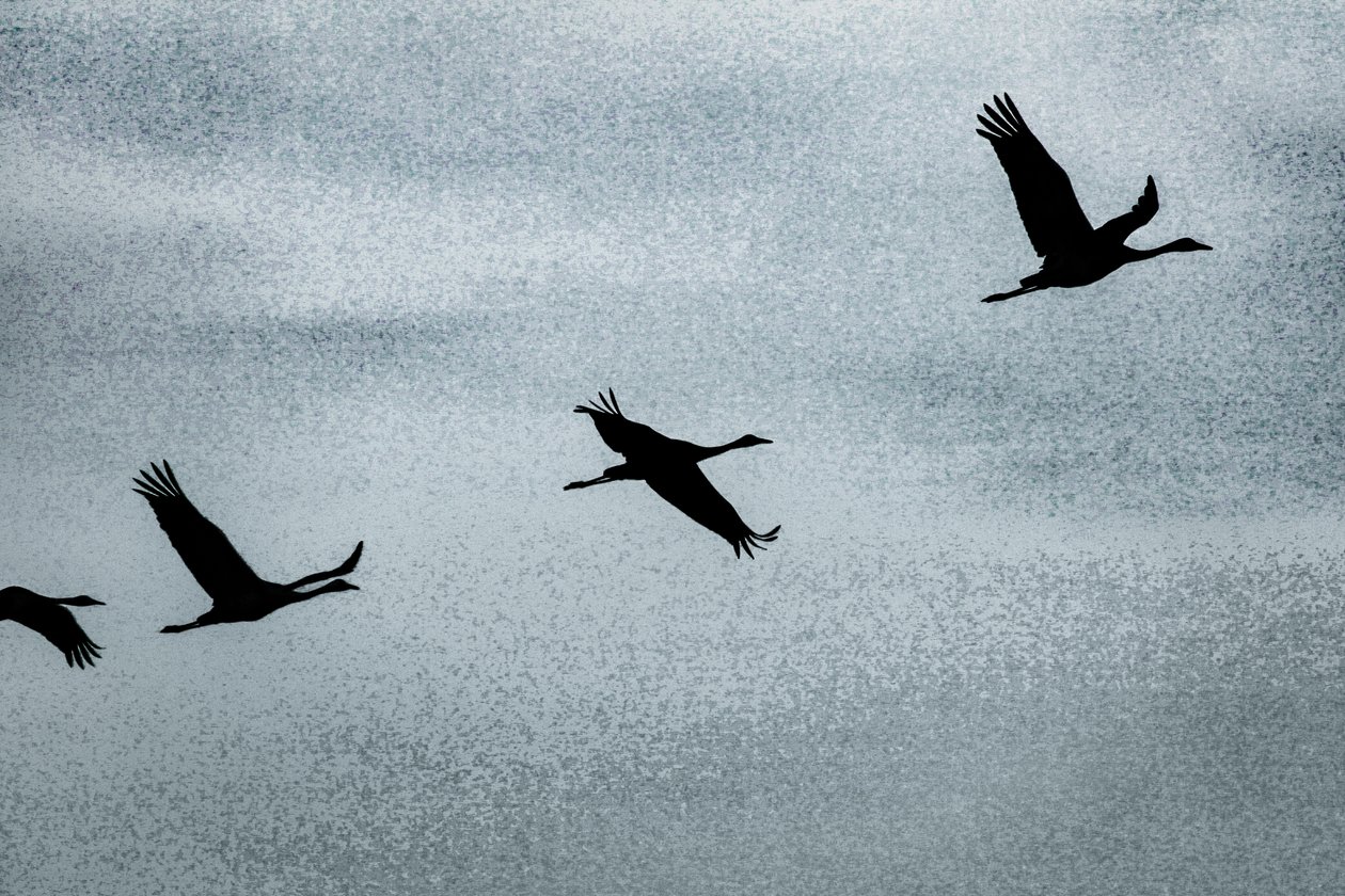 Wing on Wing, de la serie Over Hula, 2016 (fotografía). de Alice Gur Arie