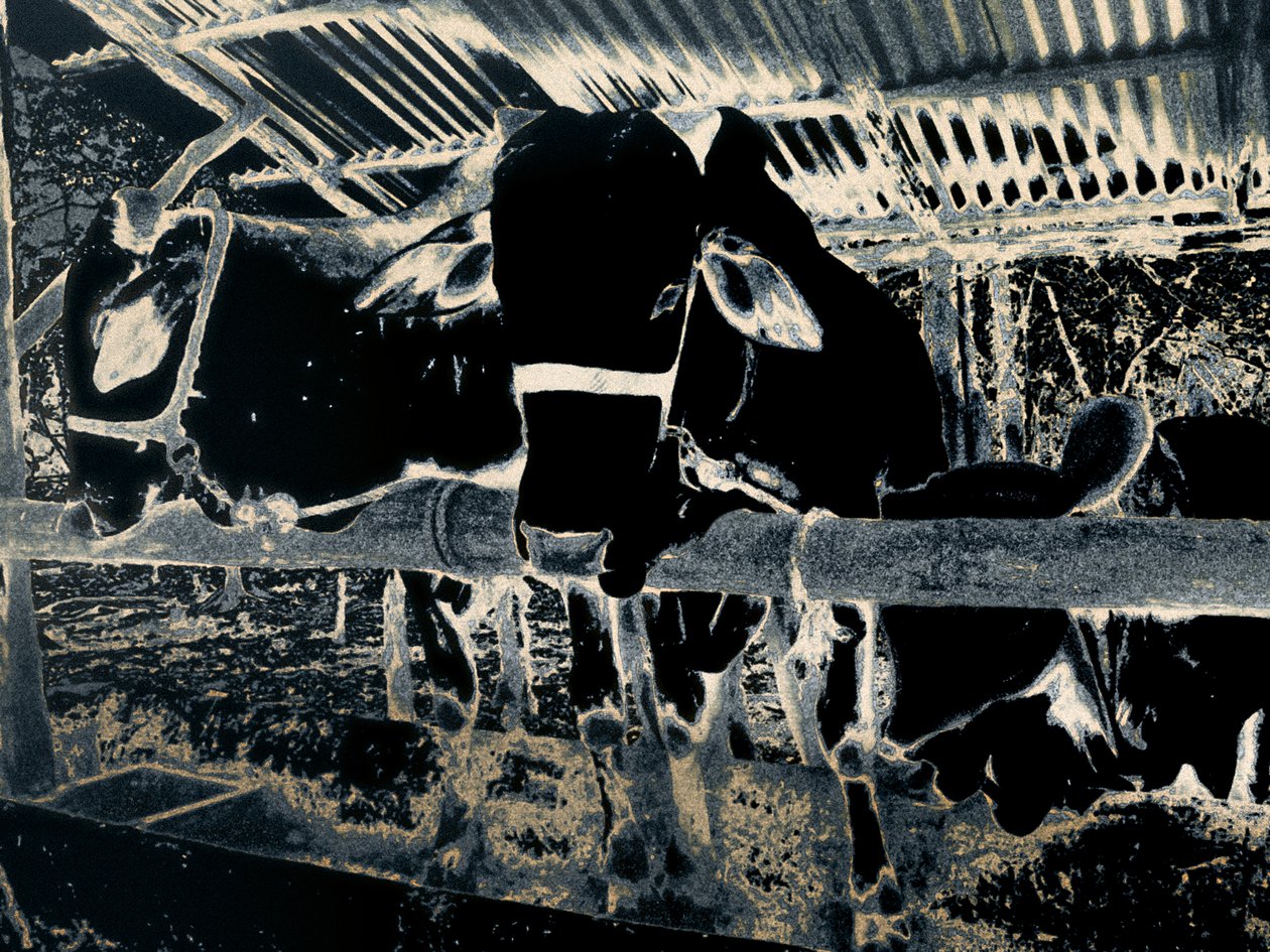 Homestead, 2020 (fotografía pintada) de Alice Gur Arie