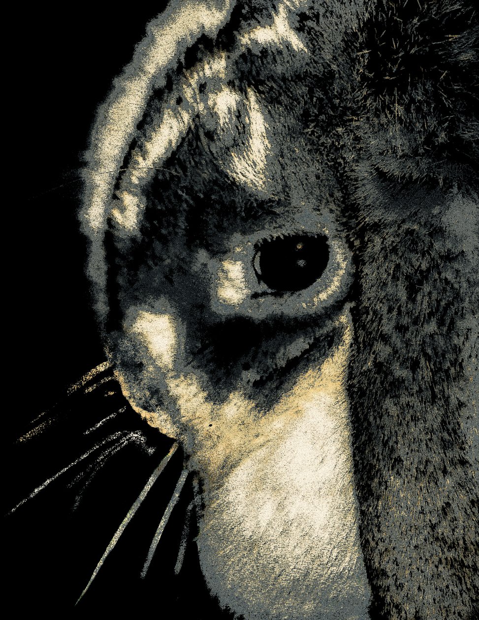 Retrato de un conejo, 2022 (fotografía repintada) de Alice Gur Arie