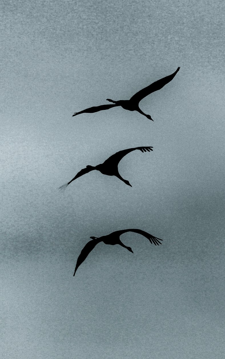 Triad, de la serie Over Hula, 2016 (fotografía). de Alice Gur Arie