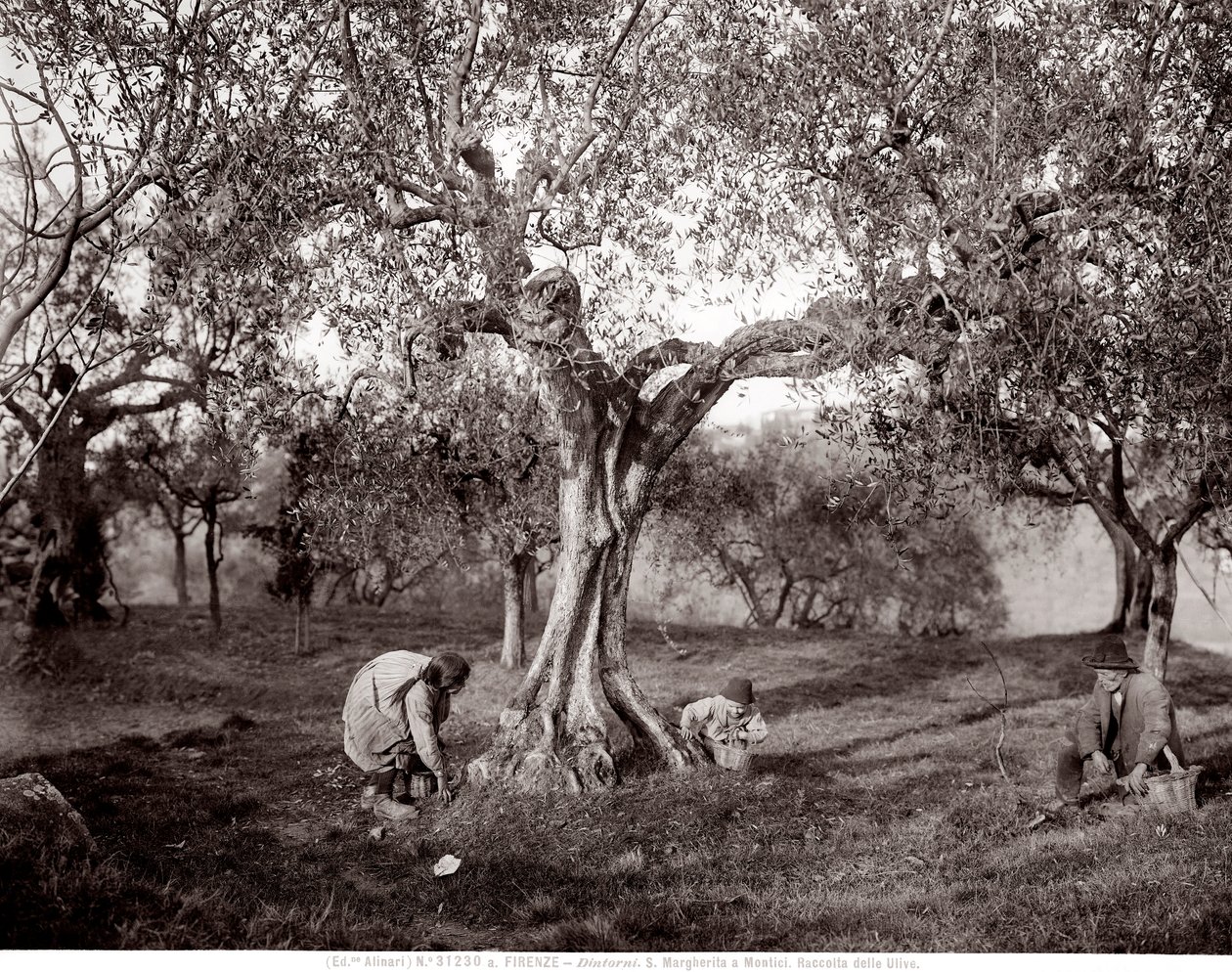 Niños recogiendo aceitunas entre los olivos, en una colina en Santa Margherita a Montici, Florencia (foto en b/n) de Fratelli Alinari