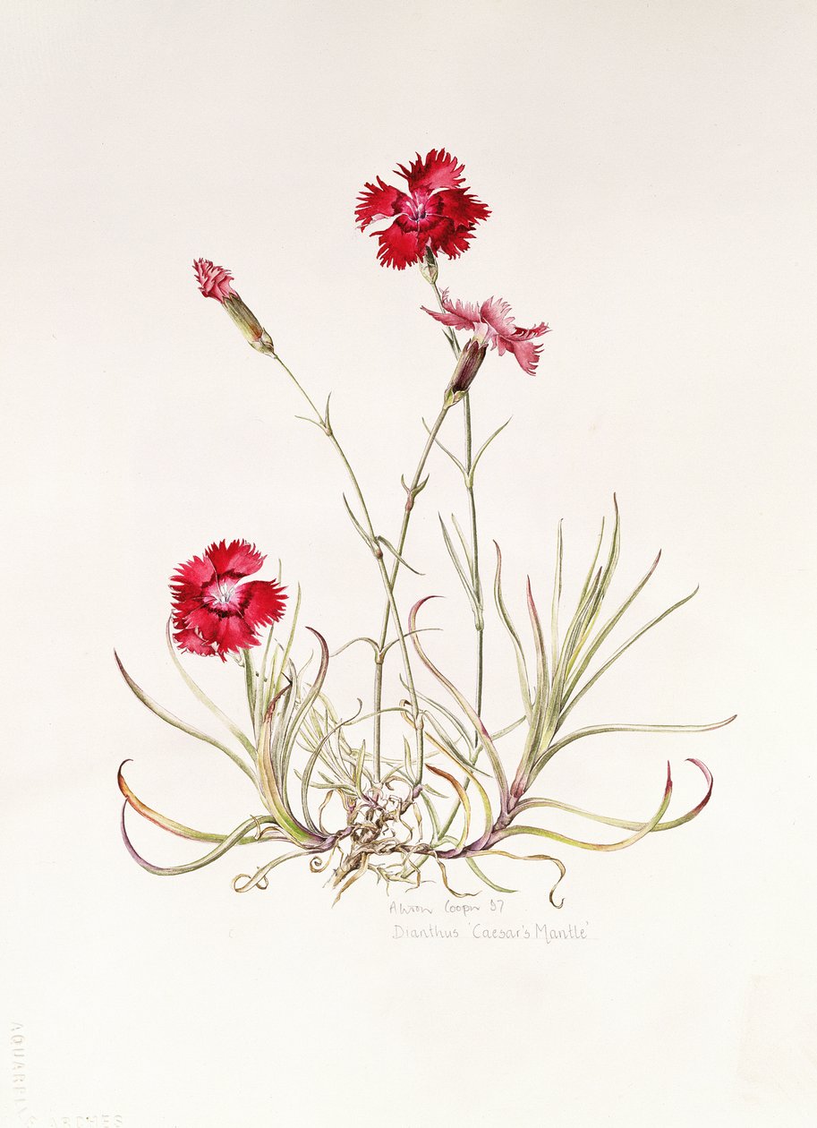 Dianthus Manto de César, 1997 de Alison Cooper