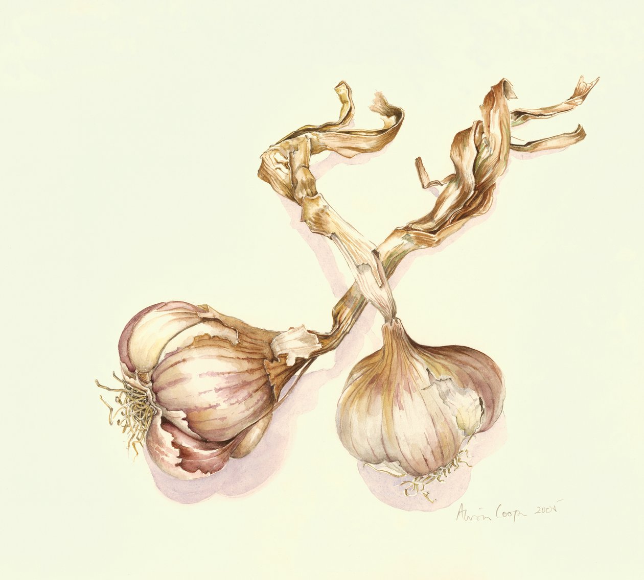 Bulbos de ajo, 2005 de Alison Cooper