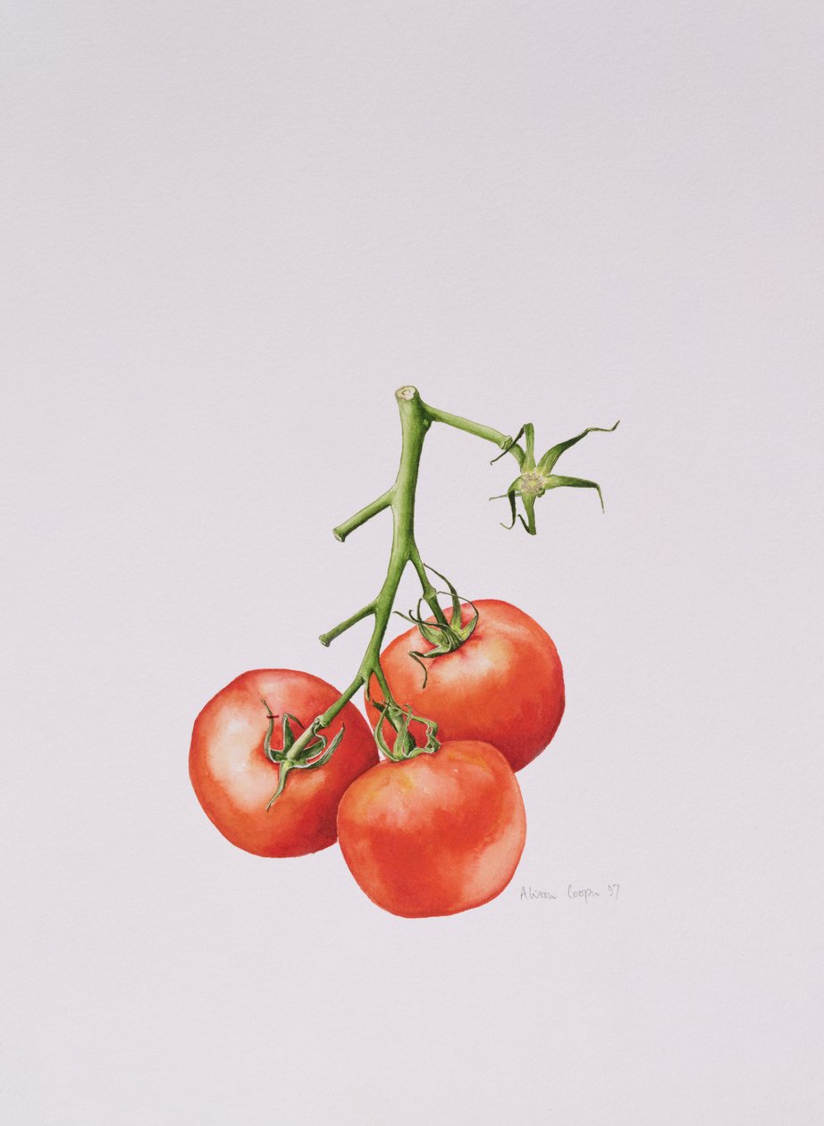 Tres tomates en la vid de Alison Cooper