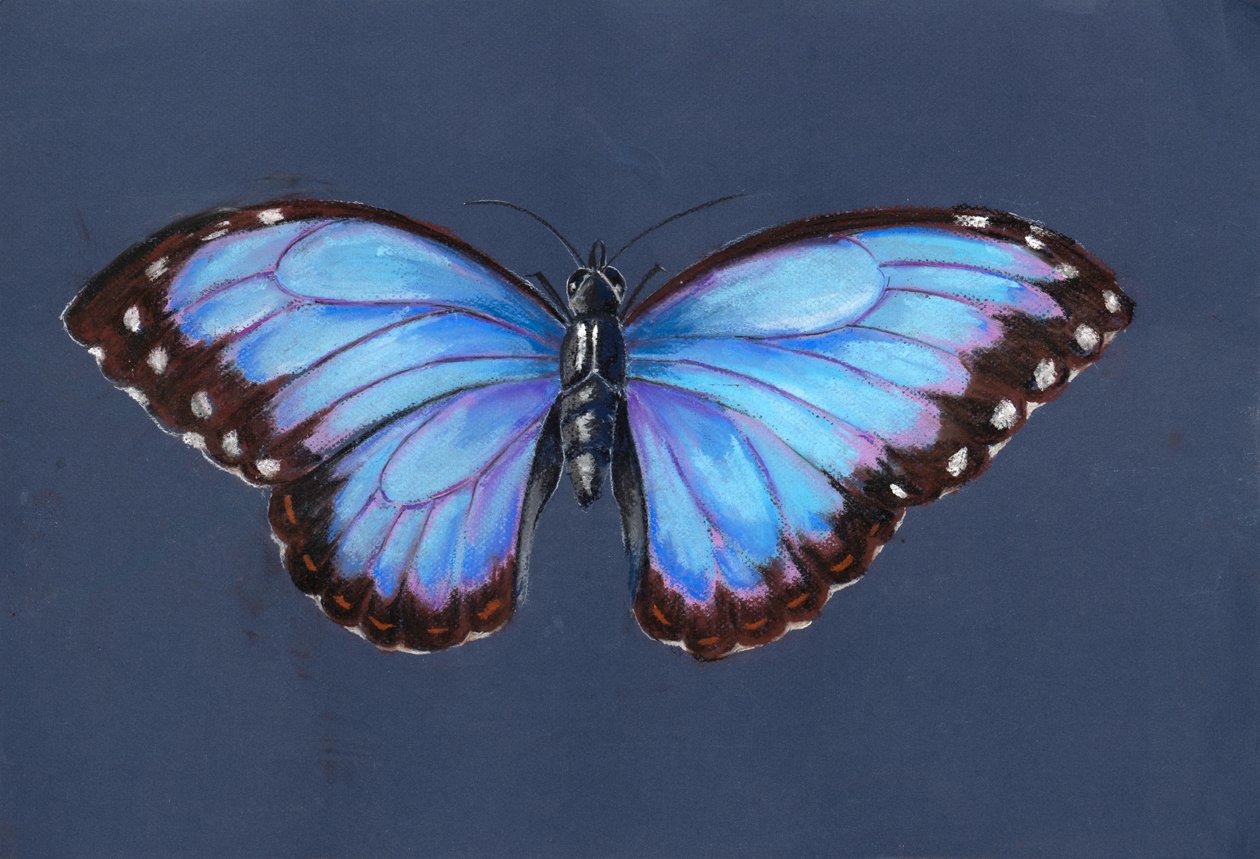 Mariposa morfo azul, 2019 (pastel) de Alison Cooper