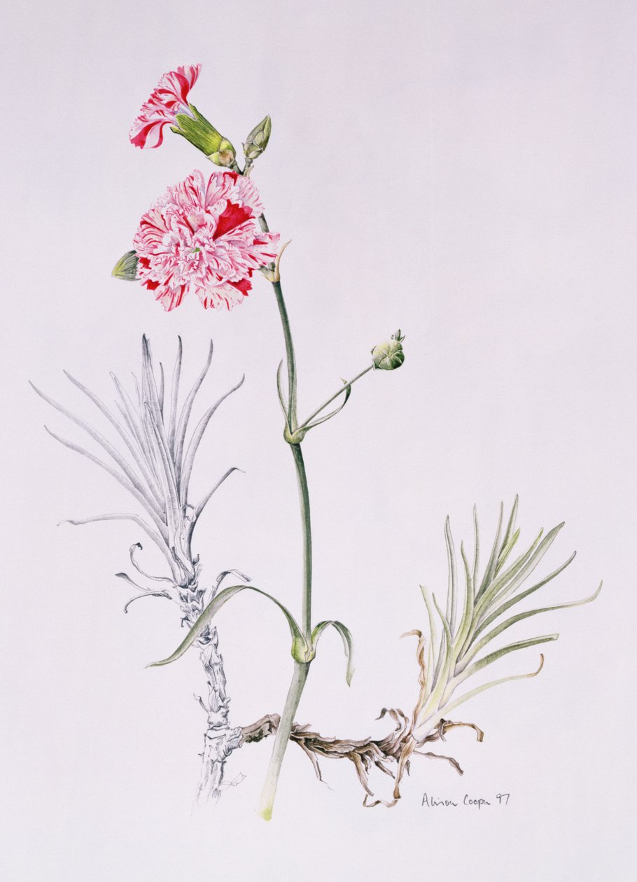 Variedad antigua de Dianthus, 1997 de Alison Cooper