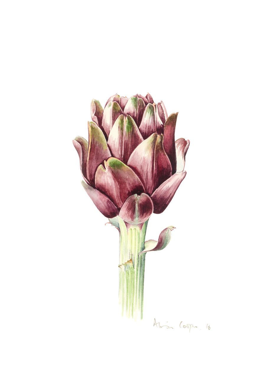 Alcachofa sarda, 2016 de Alison Cooper