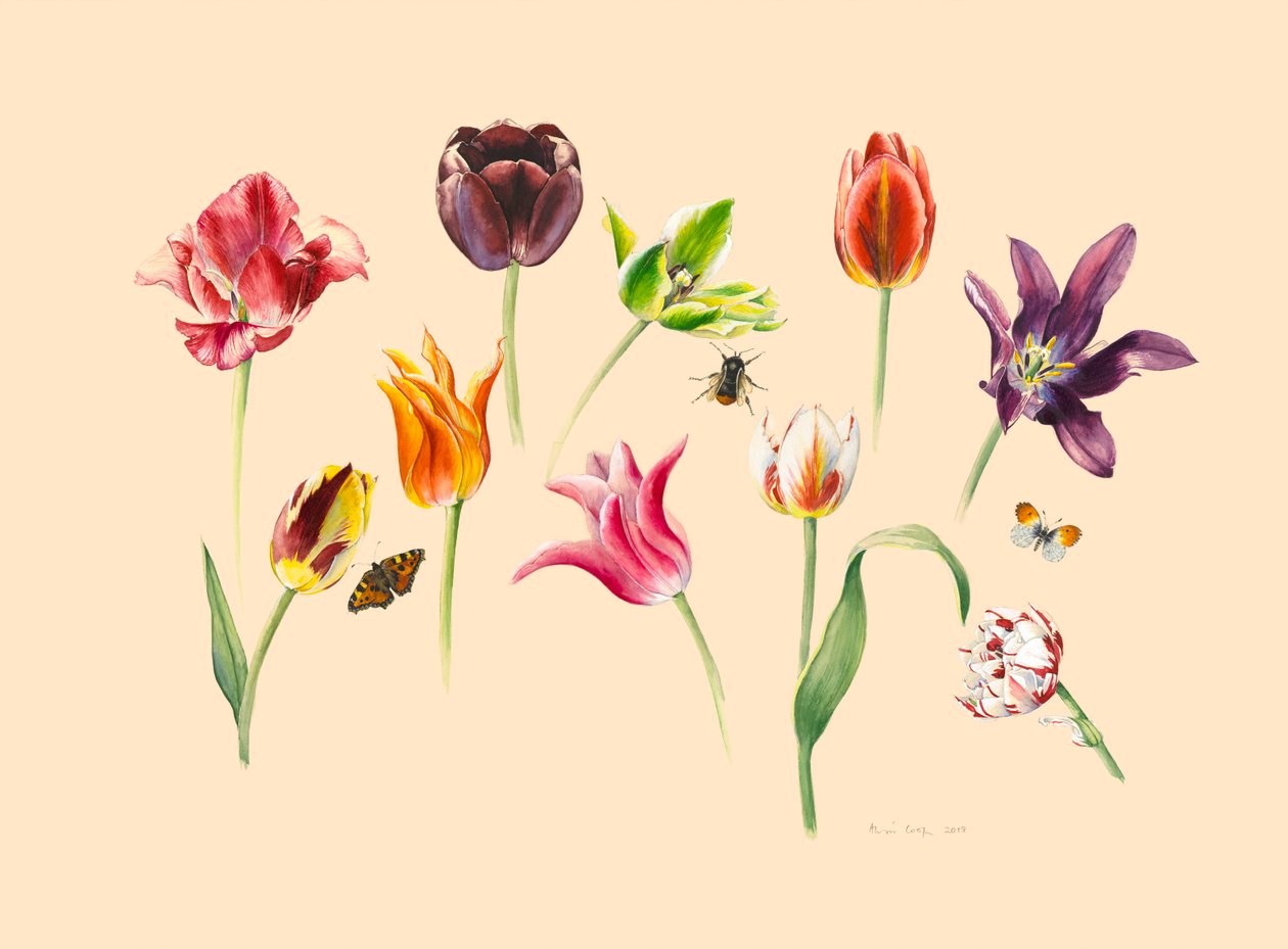 Tulipanes de primavera e insectos de Alison Cooper