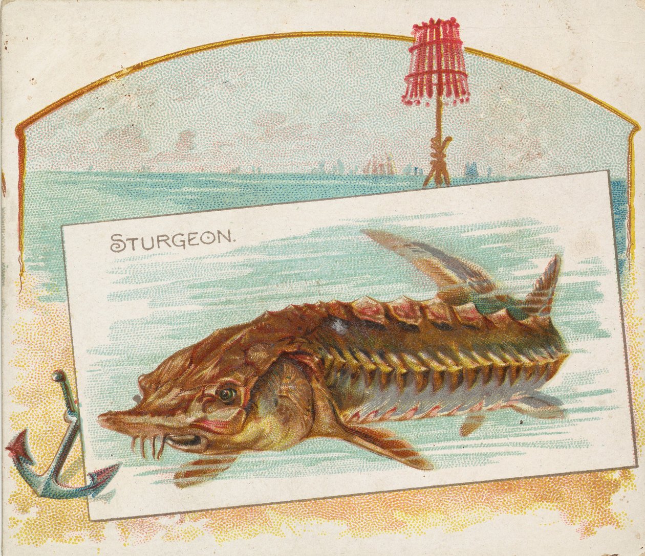 Esturión, de la serie Peces de aguas americanas N39 para Allen & Ginter Cigarettes, 1889 de Allen and Ginter