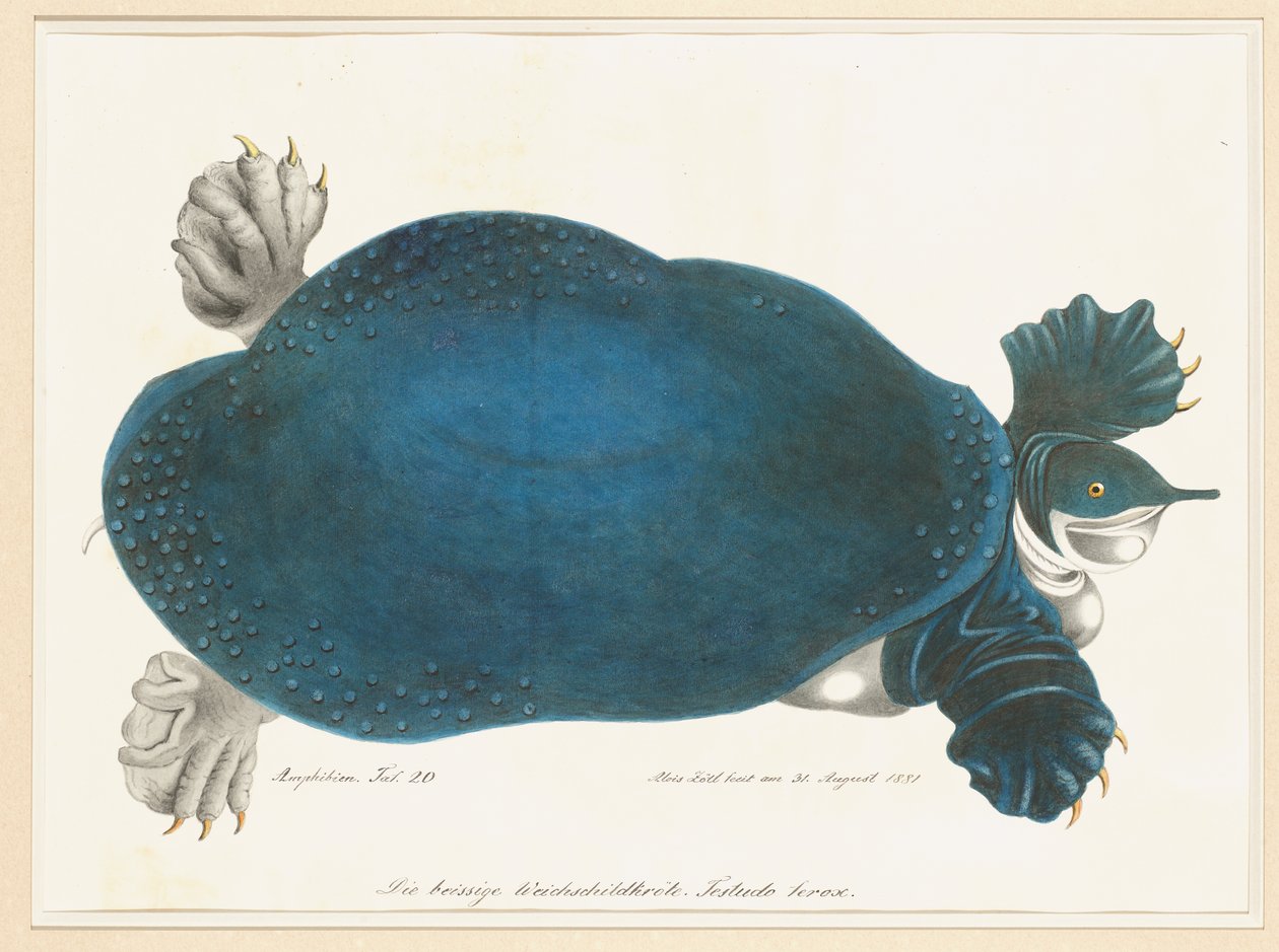 Tortuga americana de caparazón blando o Trionyx, antes llamada tortuga azul de Aloys Zötl