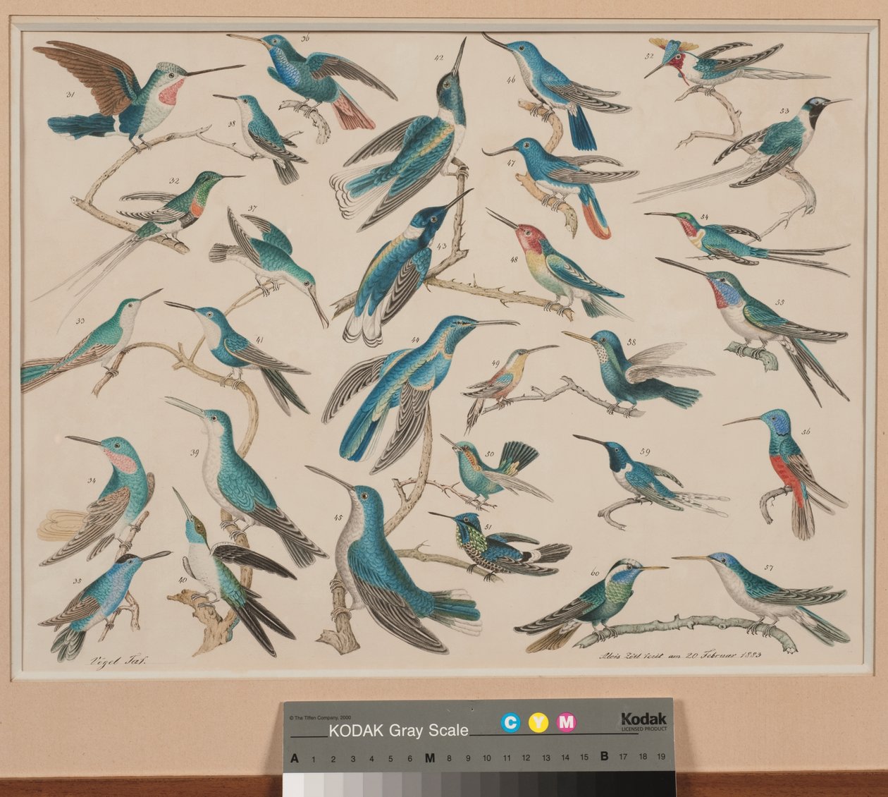 Colibríes de Aloys Zötl