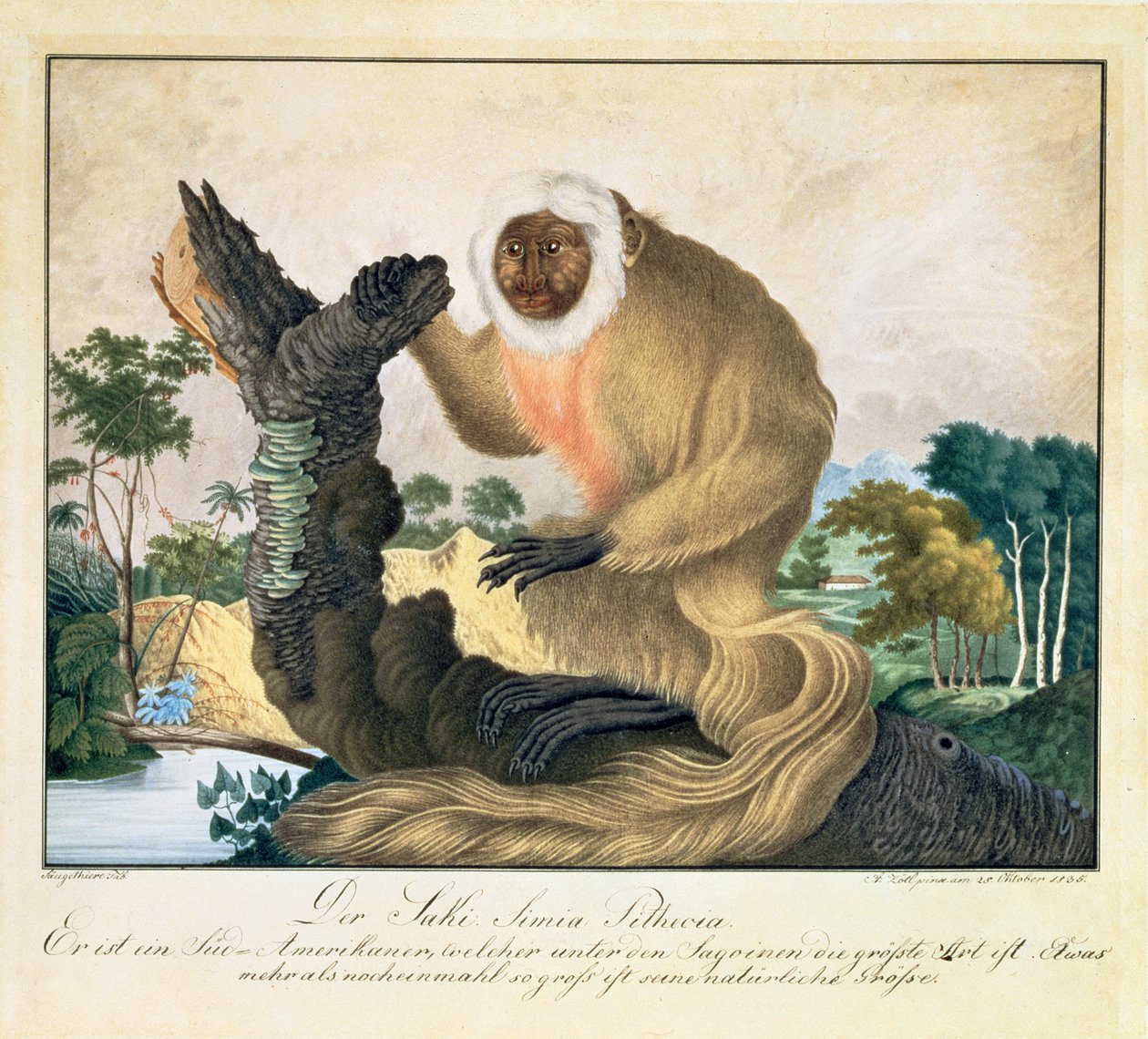 El Mono Saki, 1835 de Aloys Zötl