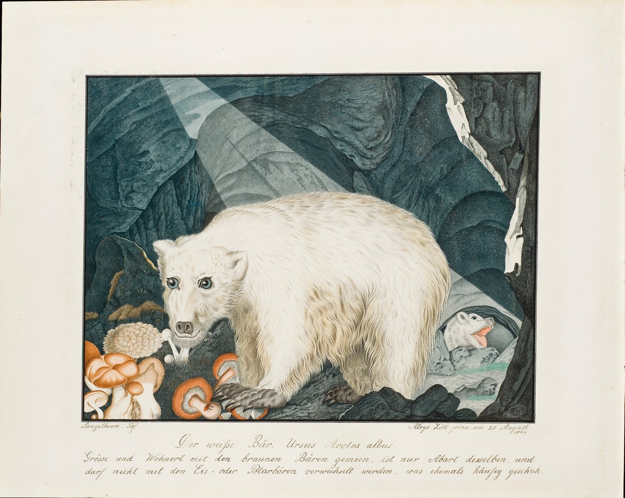 El Oso Blanco, 1844 de Aloys Zötl