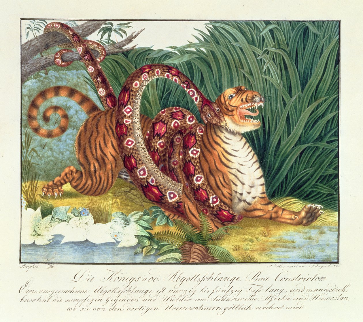 El tigre y la boa constrictor, 1835 de Aloys Zötl